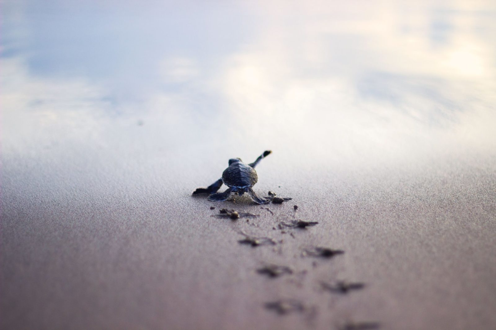 my-girlfriend-took-this-picture-of-a-baby-turtle-desperately-running-to-the-sea-shore-imgur-1600x1066